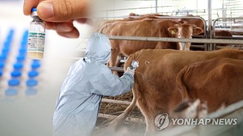 럼피스킨병 백신 접종(CG)