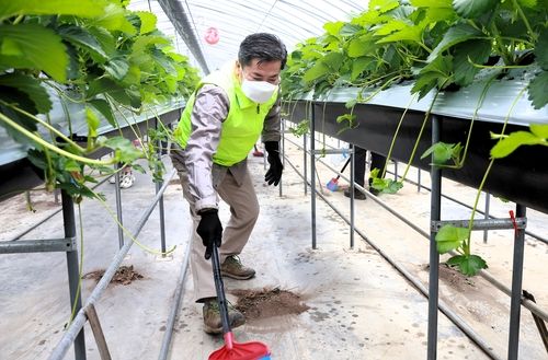 함안 딸기농가 일손돕기