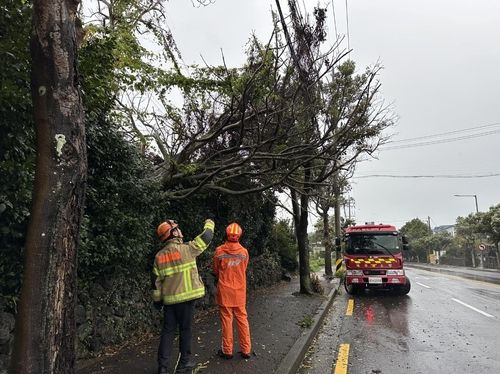 쓰러진 나무 안전조치