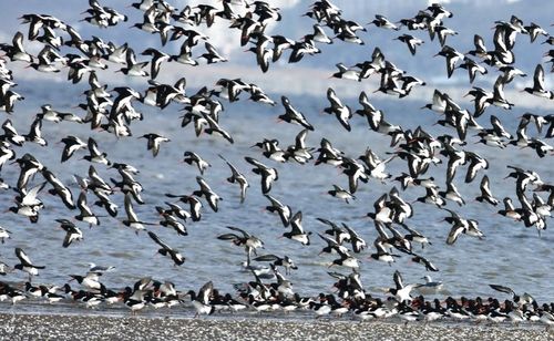 서천갯벌의 검은머리물떼새들