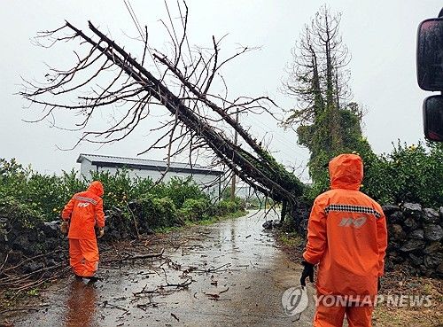 거센 비에 쓰러진 나무