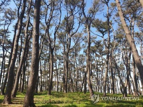 울산 대왕암공원 해송