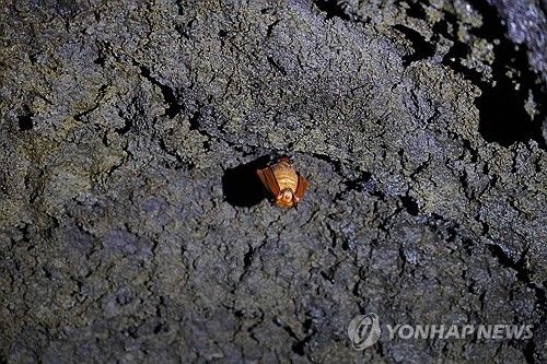 제주 김녕굴서 발견된 황금박쥐