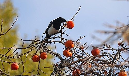 가을이 행복한 까치