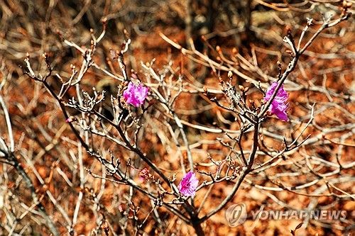 이례적 고온에 계절 착각한 진달래
