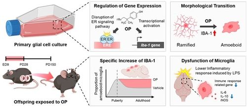 부산대 연구진, 내분비계 교란물질 뇌 발달 손상 경로 규명