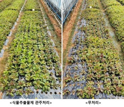 농기원이 개발한 식물추출물제 처리 효과