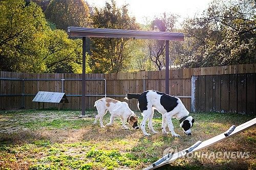 투르크 국견 '알라바이' 서울대공원에 새 거처
