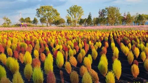 2024 나주영산강축제가 열리고 있는 영산강 정원 [사진/성연재 기자] 