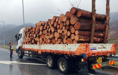 소나무류 불법 이동 단속하는 산림청 직원