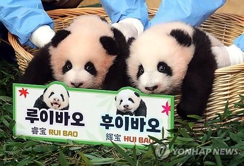 쌍둥이 판다 루이바오 후이바오의 어린 시절