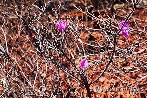 늦가을에 핀 진달래