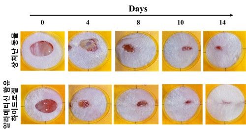 국립호남권생물자원관 연구진이 개발한 상처 치료제를 바른 쪽에서 상처가 빨리 낫는 모습. [자원관 제공. 재판매 및 DB 금지]