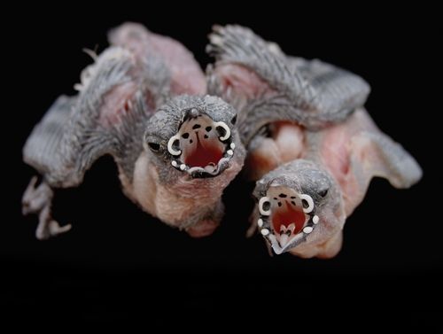 오른쪽은 긴꼬리단풍조, 왼쪽은 천인조