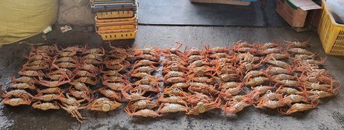 포획금지 암컷대게 단속