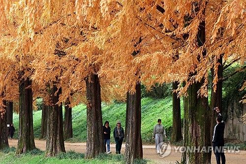 담양 메타세쿼이아길 산책