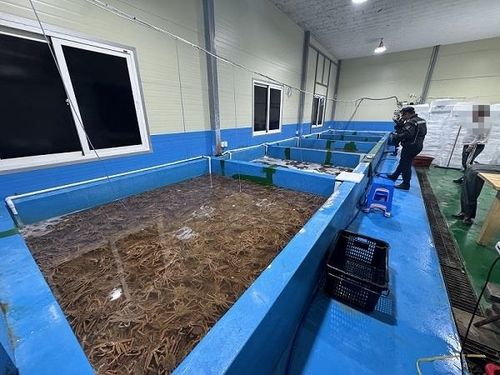 일본산 암컷대게