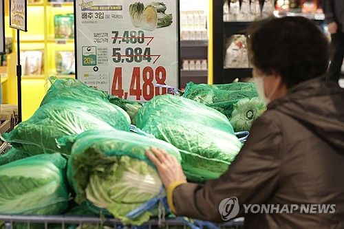 배추 고르는 손길