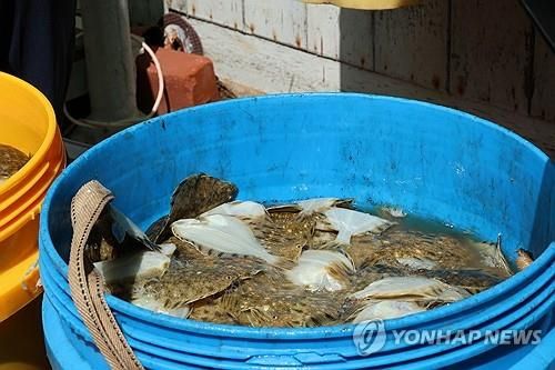 고수온에 폐사한 강도다리