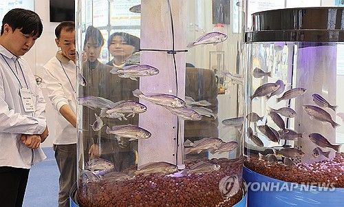 고수온 대응 대체 품종 참조기, 벤자리