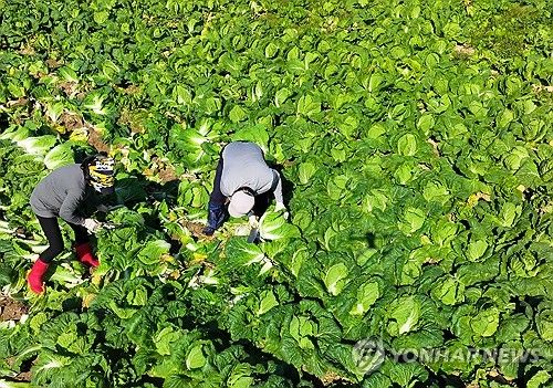 해남 가을배추 수확