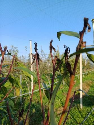 복숭아순나방 피해