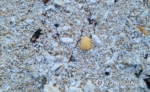 해안가 미세 플라스틱