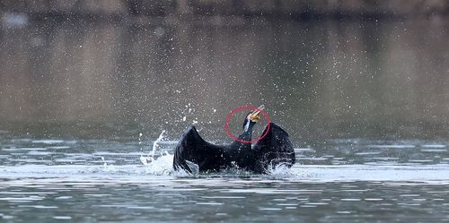 가짜미끼 루어에 걸린 민물가마우지