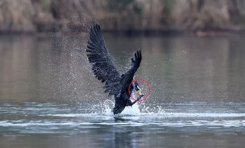 루어를 떨어내려 애쓰는 민물가마우지