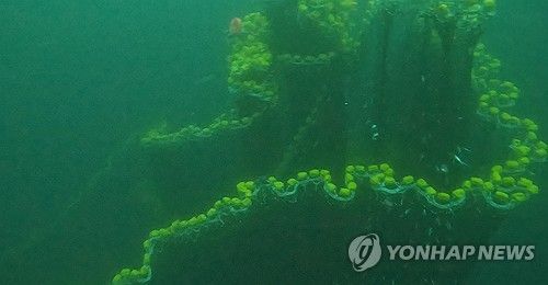 금성호 침몰 사고 수중 수색