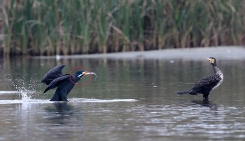 물고기 모양의 가짜미끼에 걸린 민물가마우지