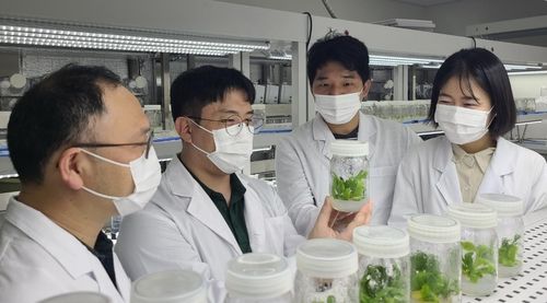 섬장대 증식기술 이전 