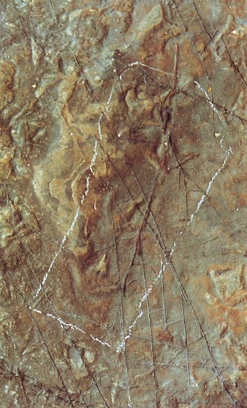 물갈퀴새발자국