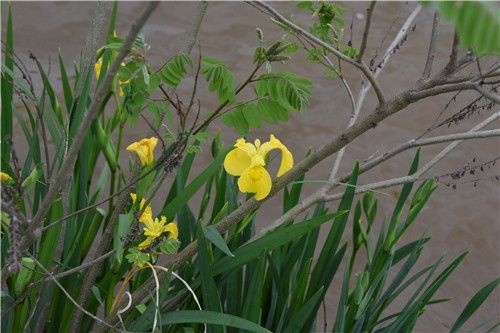 노랑꽃창포. [국립낙동강생물자원관 제공. 재판매 및 DB 금지]
