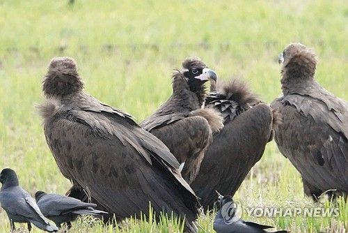 울산에서 월동하는 독수리