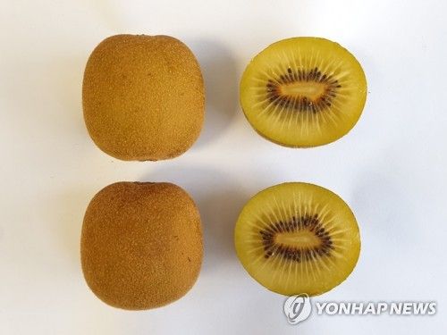 제주산 골드키위 '하트골드'(감황)