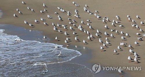 일광욕 중인 갈매기