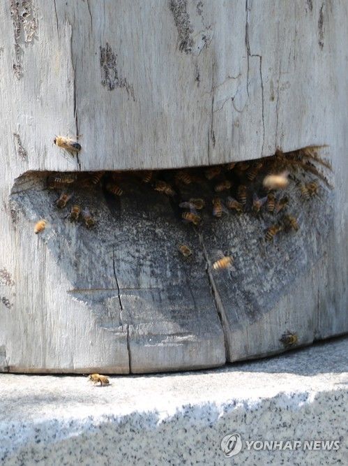 벌통 드나드는 꿀벌