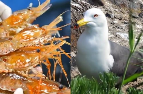 독도새우와 괭이갈매기 