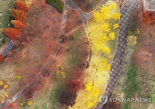 겨울 재촉하는 비에 떨어진 낙엽