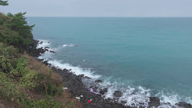 제주 조천읍 북촌에서 발견된 바다거북 사체