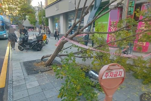 부산 동구 거리서 음주운전자가 들이받은 가로수