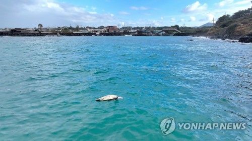 제주시 조천에서 발견된 바다거북 사체