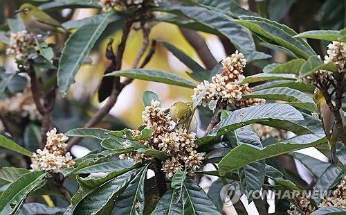 비파나무 꿀 먹는 동박새