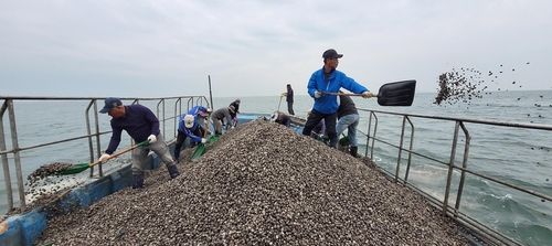 패류 종자 방류