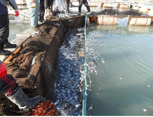 가두리 양식장 한파 피해