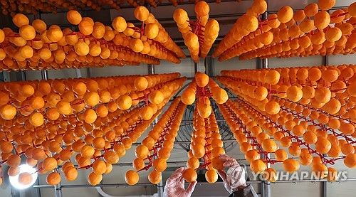 고종시 곶감 말리기