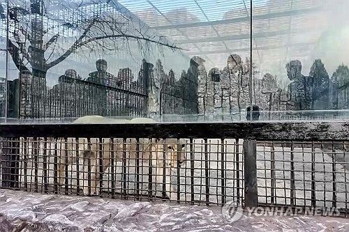 푸틴 대통령이 북한에 선물한 사자