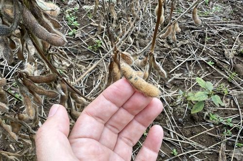 곰팡이병 피해 입은 콩