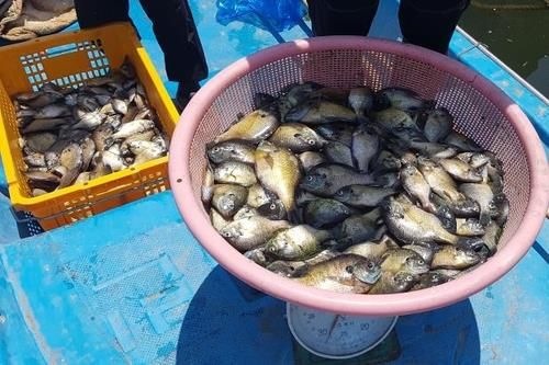 낙동강에서 잡은 생태계 교란 생물 블루길